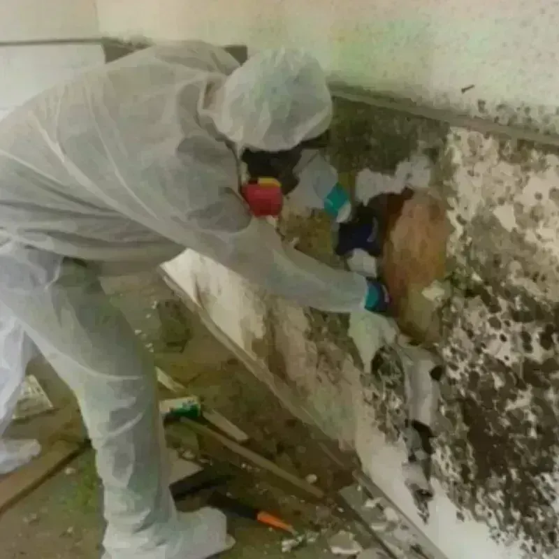 Mold Remediation and Removal in Gifford, FL